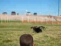 Гигантский паук атакует