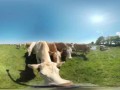 360° Getting Licked by a Cow in Ireland 4k
