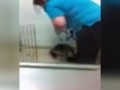Ветеринара уличили в избиении собаки в клинике