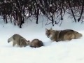 Барсук против волка