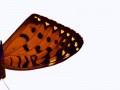 babochka_kr