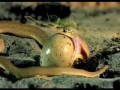 The snake eats an egg :о