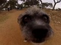 GoPro Dog Faces