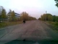 Медведь бежит по дороге
