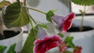 IMG_6732 копия
