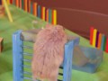 Two Tiny Hamsters in a Tiny Playground