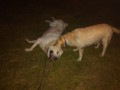 IMG_20160826_204337