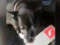 Собакен смотрит порно