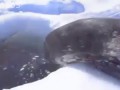 Тюлень, нецензурная брань