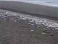 На Камчатке огромное количество рыбы просто пропадает на берегу