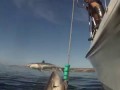 Акула выпрыгивает из воды