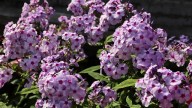 IMG_0020 копия