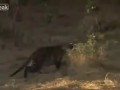 Leopard Kills Monkey and discovers baby! INCREDIBLE REACTION!
