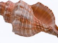 ConchShell9