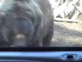Медведь ломает машину