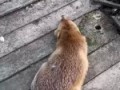 няшки