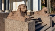 ._Воронихинские_колоннады,_львы_03