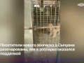 Китайский зоопарк показывал посетителям собаку вместо льва