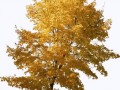 compressed-ir5o