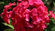 IMG_9777 копия