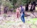 драка с кенгуру