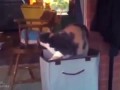 Funny Cats Compilation | March 2014