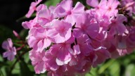IMG_0030 копия