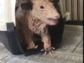 Dobby the Hairless Opossum Having a Treat