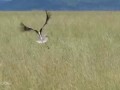 Bird Makes Miraculous Escape From Hungry Leopard