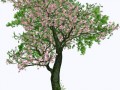 _vishnya_5_yapfiles.ru