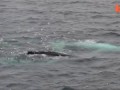 Extremely Rare White Whale Spotted Off The Coast Of Spitsbergen