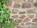 depositphotos_43108131-stock-photo-green-ivy-twigs-curls-on