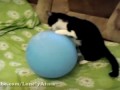 Кошка и шарик