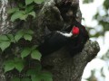 Timelapse of a Pileated Woodpecker creating a cavity