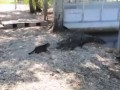 Кот и крокодил