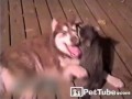 Dog and Raccoon Wrestling Match
