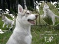 Тэй_1