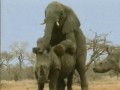 слон трахает  носорога