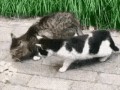 -говядина