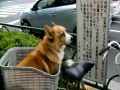 The Celebrated Reading Dog of Kōtō-ku, Tokyo