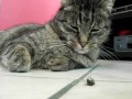 Ленивый кот и муха