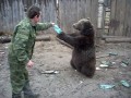Дрессированный медведь