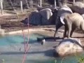 Слоненок против гуся - неравная битва
