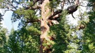 Grizzly_Giant_Mariposa_Grove