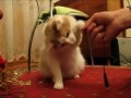Кот зачищает провода