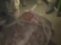 Укронацисты избивают пленного русского солдата в Лимане.