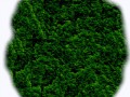 Grass_02512