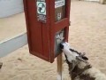 Смышленая коза и автомат