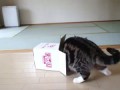 Милый толстый котик и маленькая коробочка