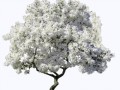 tree-3376477_1280